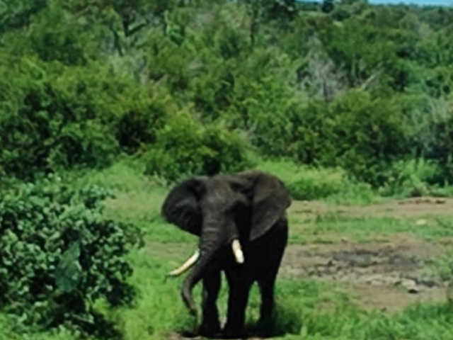 Restitution-voyage-Afrique-du-Sud1