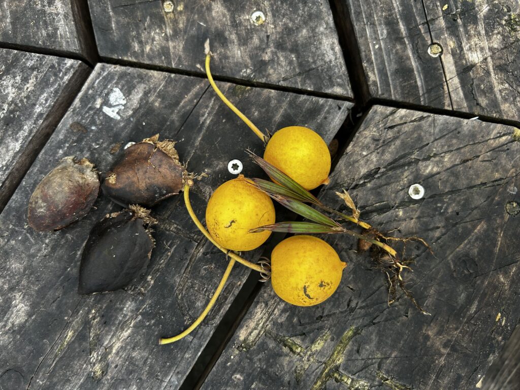 Une composition de fruits, de graines et de feuilles créée lors de la sortie à l’Anse des Cascades
